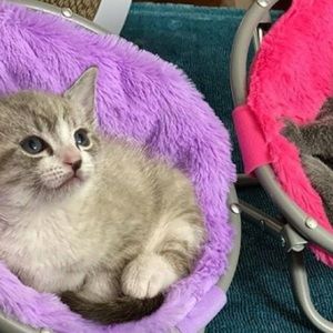 Meet your Posher, Brittani